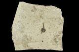 Fossil Seed- Green River Formation, Utah #108825-1